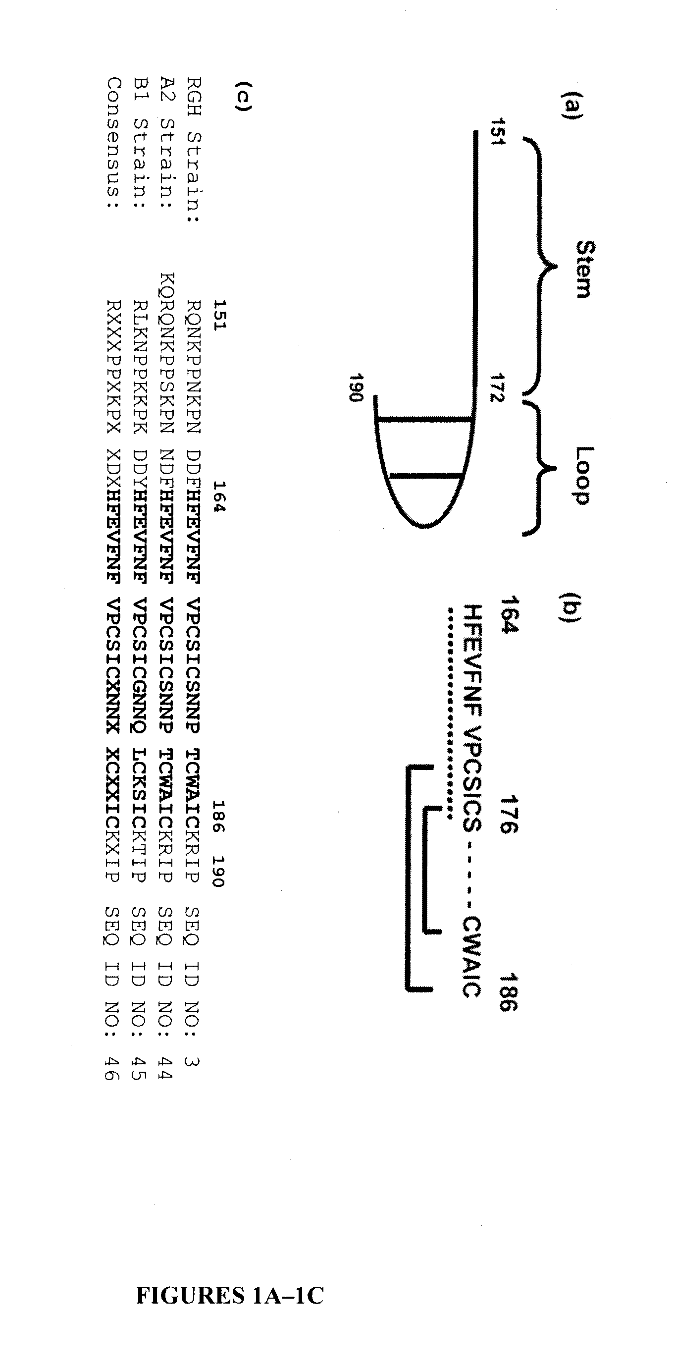 Recombinant expression of self-folding neutralizing epitope-bearing subdomains of the respiratory syncytial virus attachment and fusion proteins