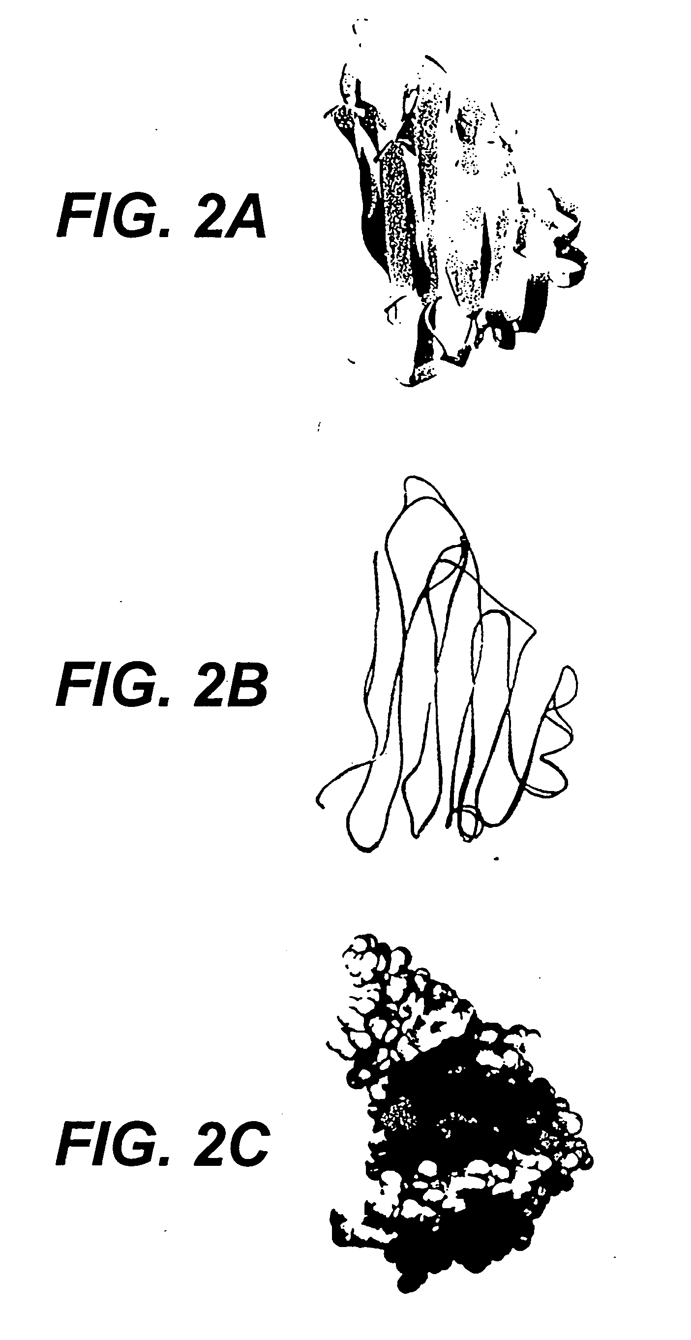 Collagen-binding proteins from Enterococcal bacteria