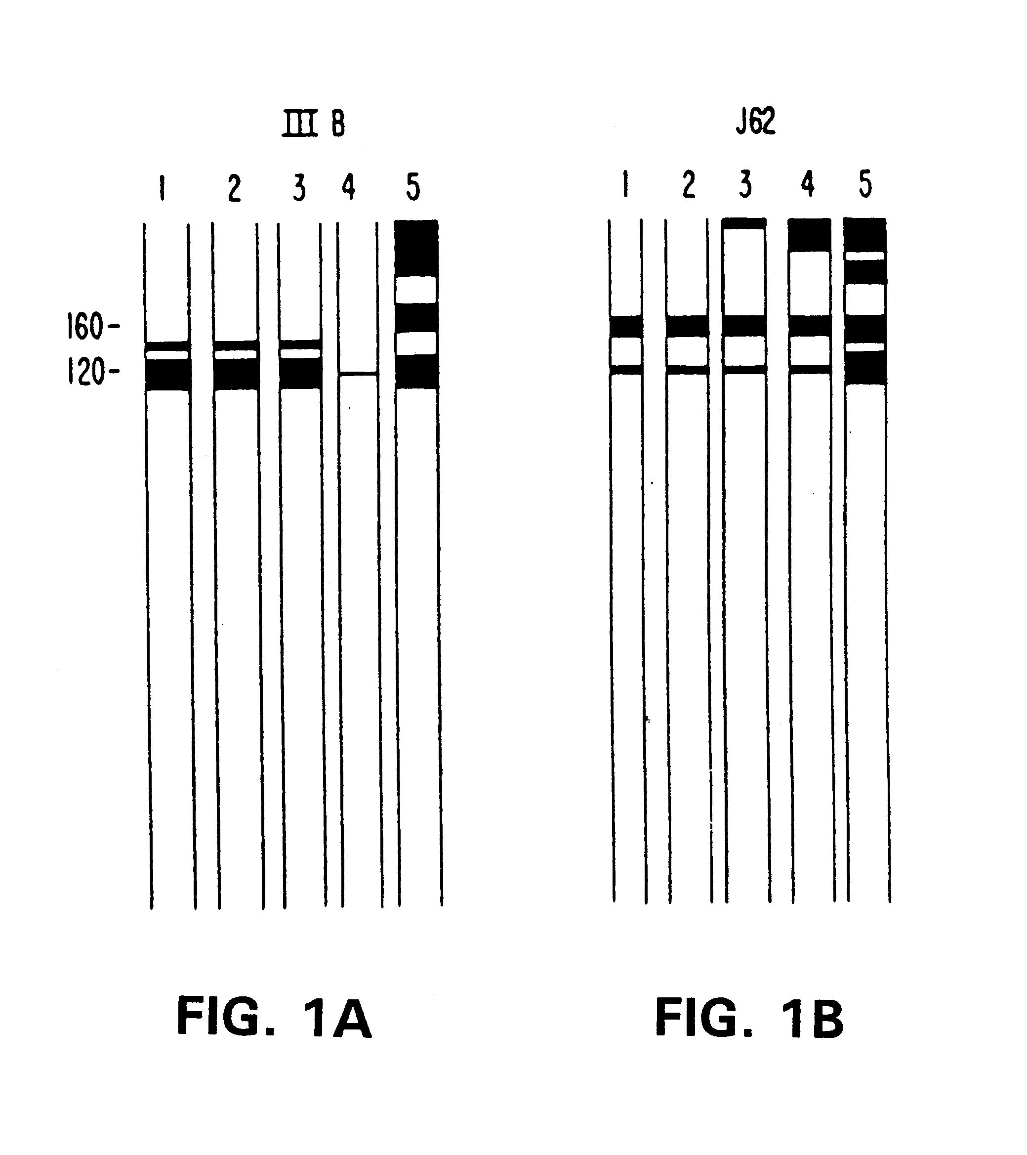 Immunoreagents reactive with a conserved epitope of human immunodeficiency virus type I (HIV-1) gp120 and methods of use