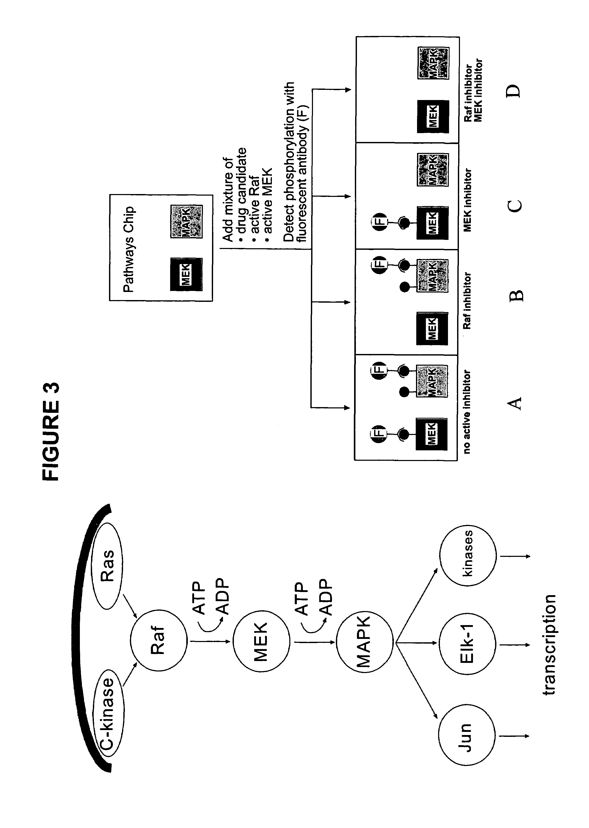 Biomolecule arrays