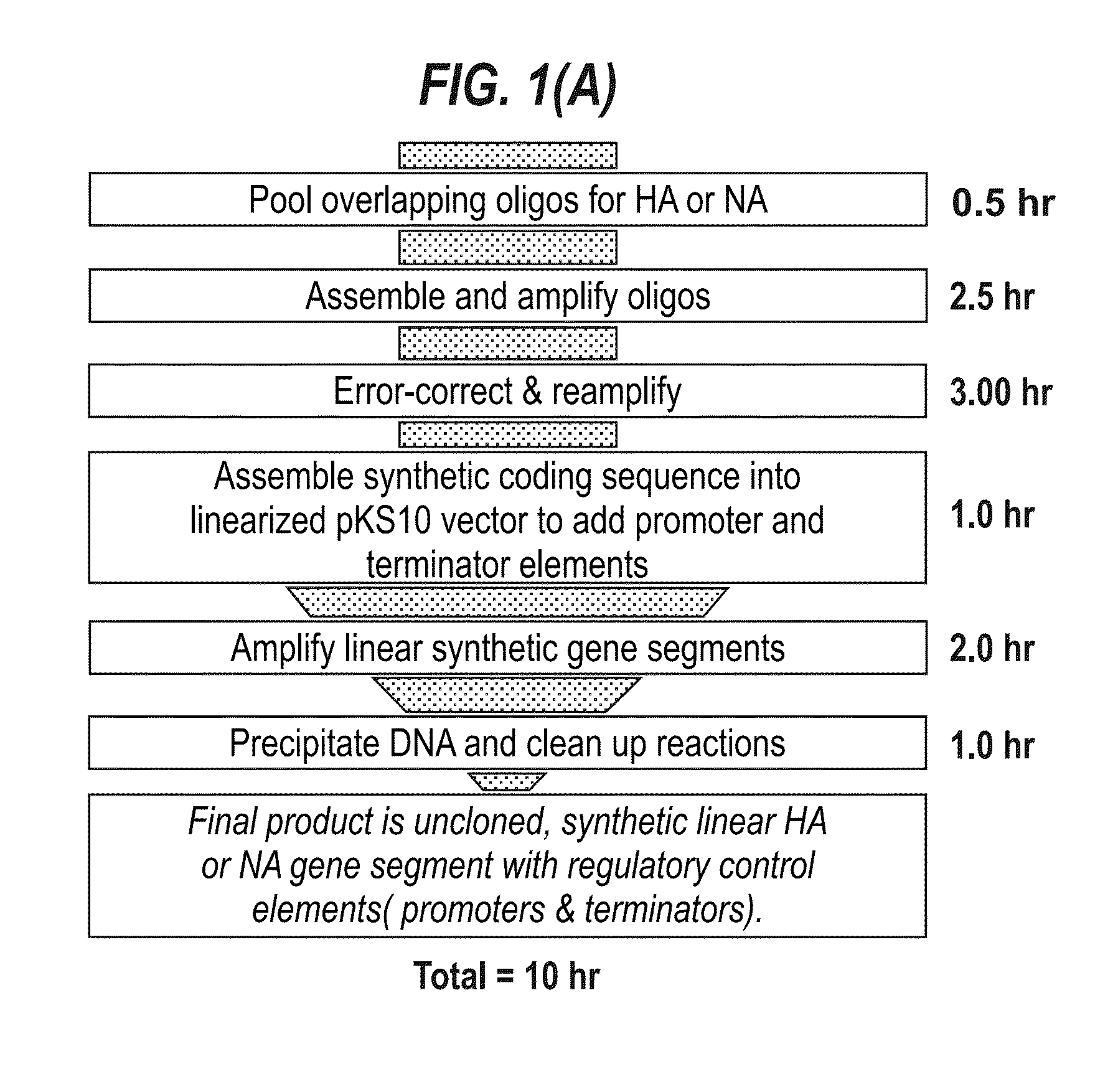 Influenza virus reassortment