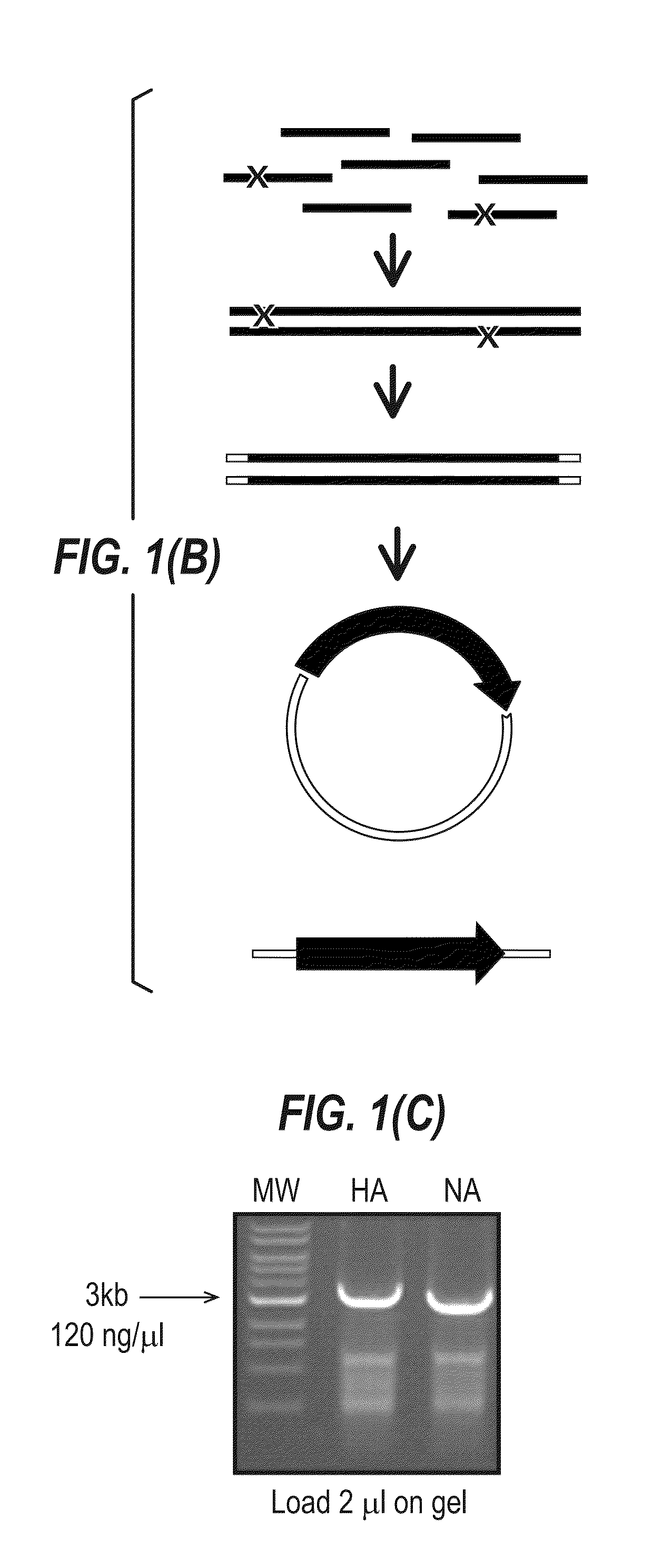 Influenza virus reassortment