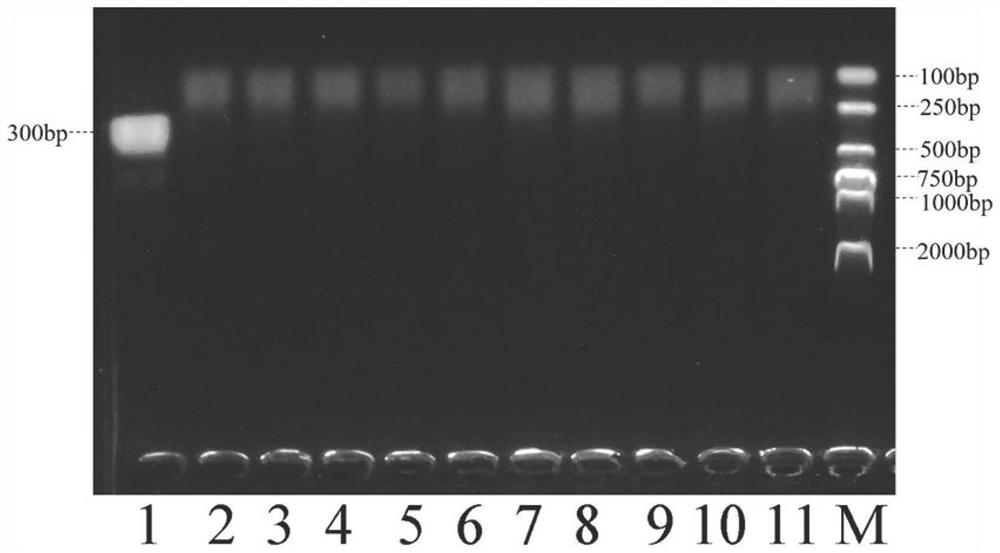 RPA reaction system suitable for rapid detection of Photobacterium mermaida mermaid subspecies