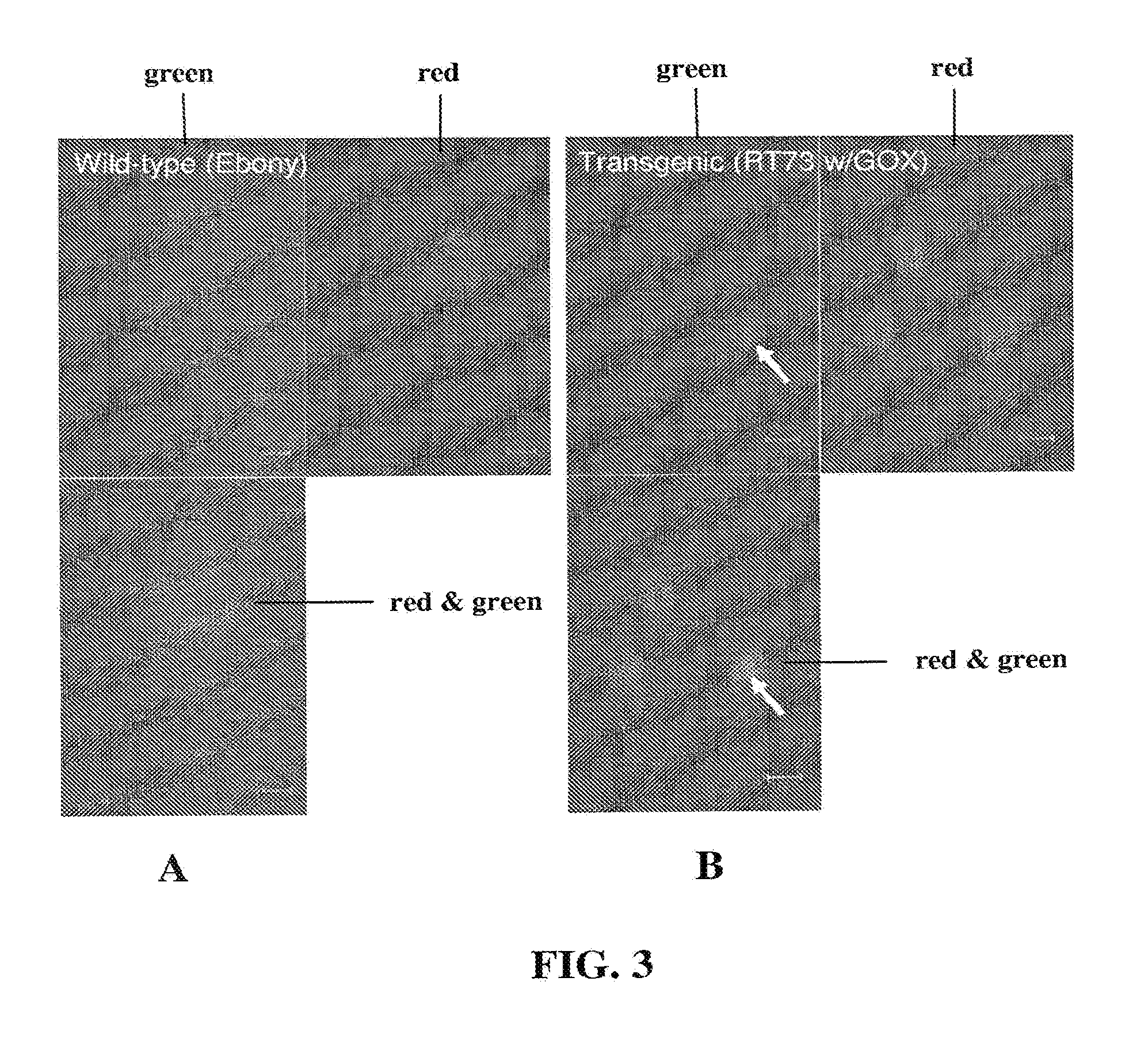 Imaging glyphosate in plant tissue