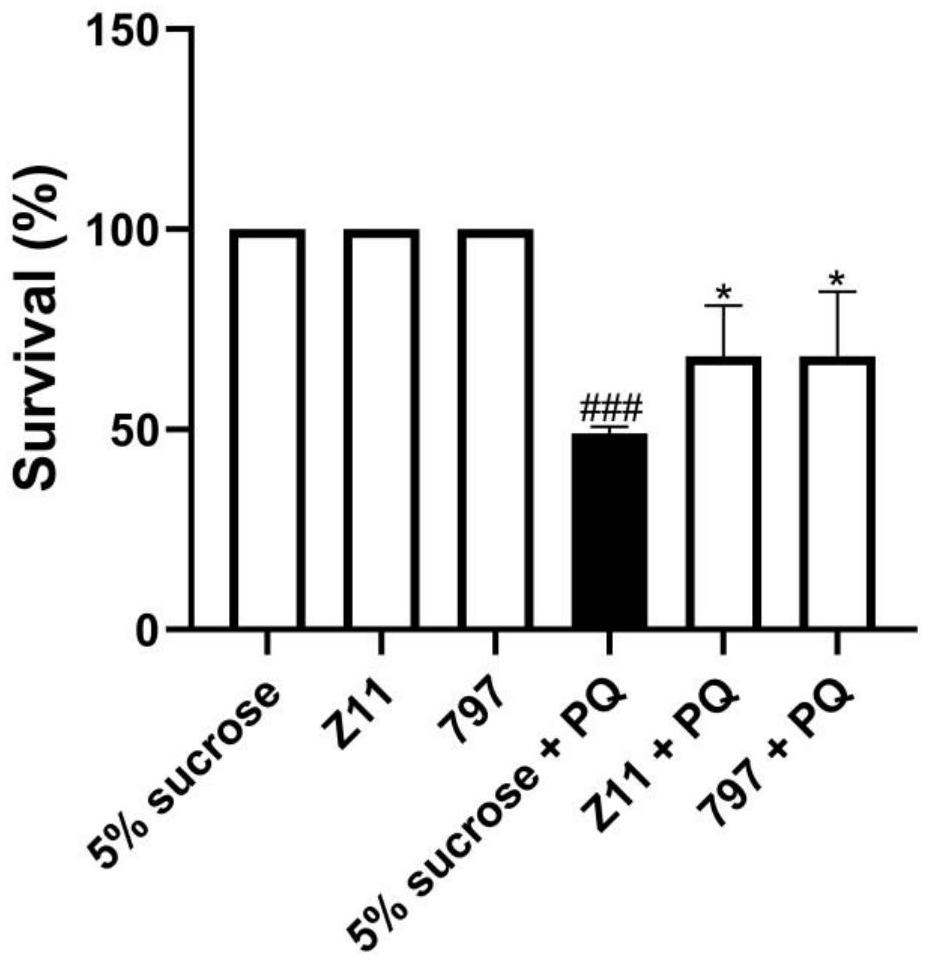 Application of compound as inhibitor of targeted phosphoglycerate kinase PGK1