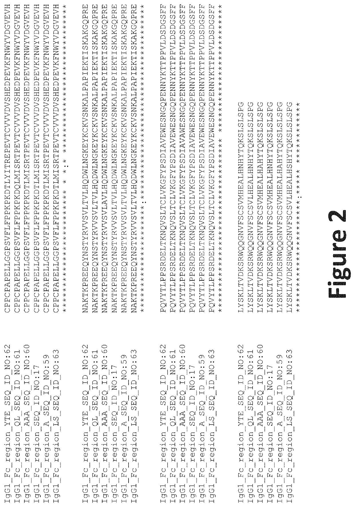 Anti-CHIKV monoclonal antibodies directed against the E2 structural protein