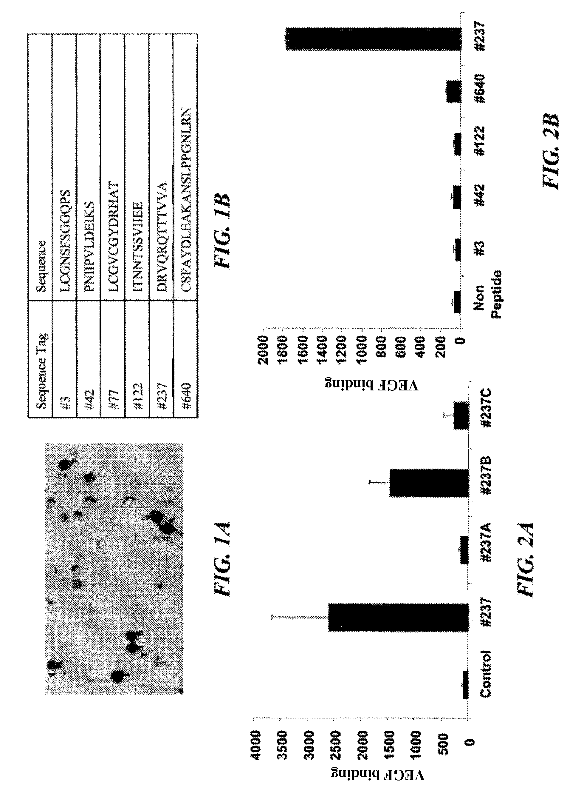 Pro-angiogenic fragments of prominin-1 and uses thereof