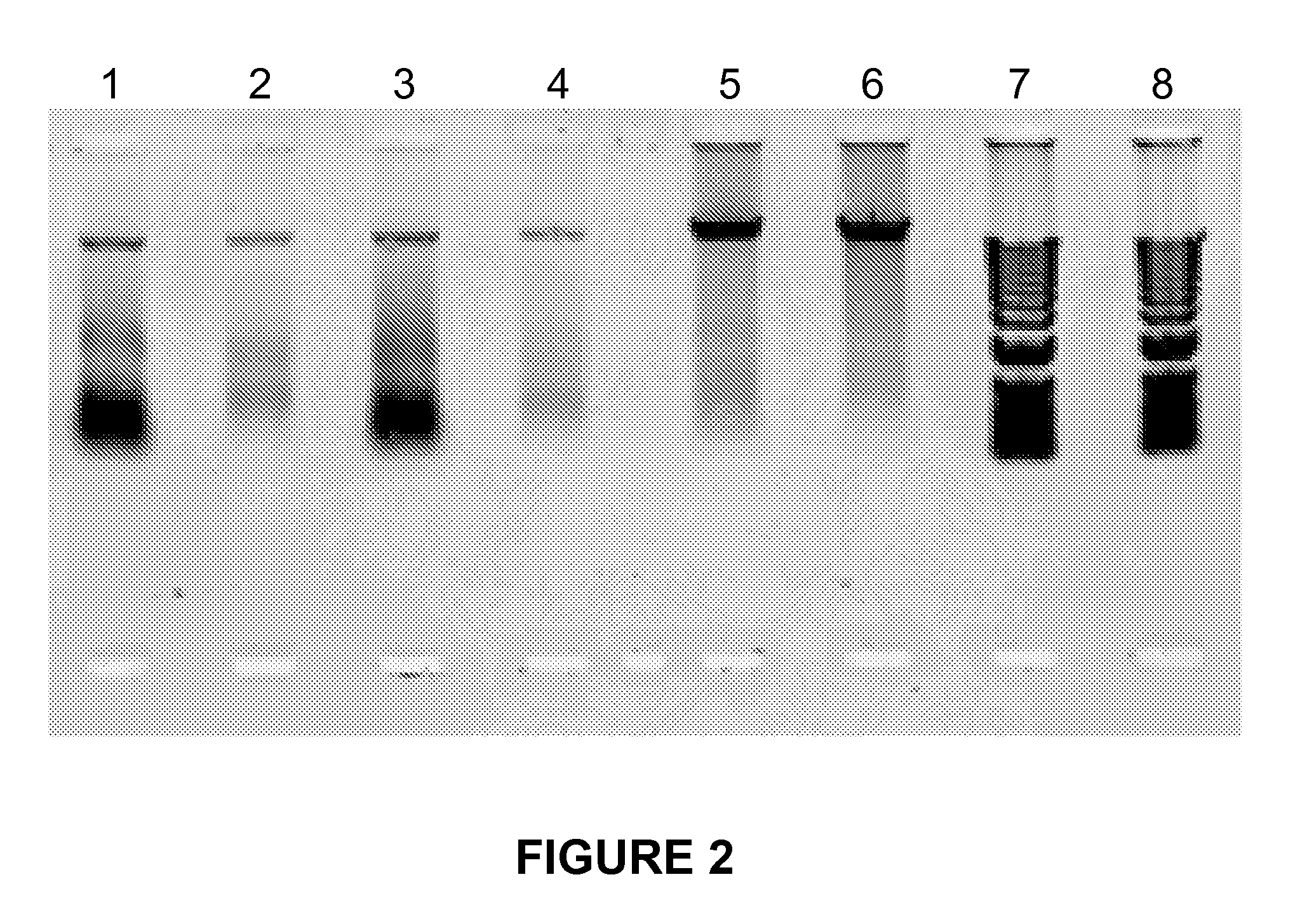 Isolation of dna, RNA and protein from a single sample