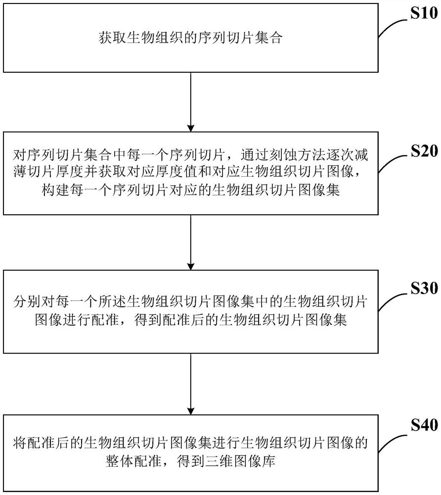 3D Image Library Acquisition Method Based on Sequential Etching and Thinning of Biological Tissue Slices