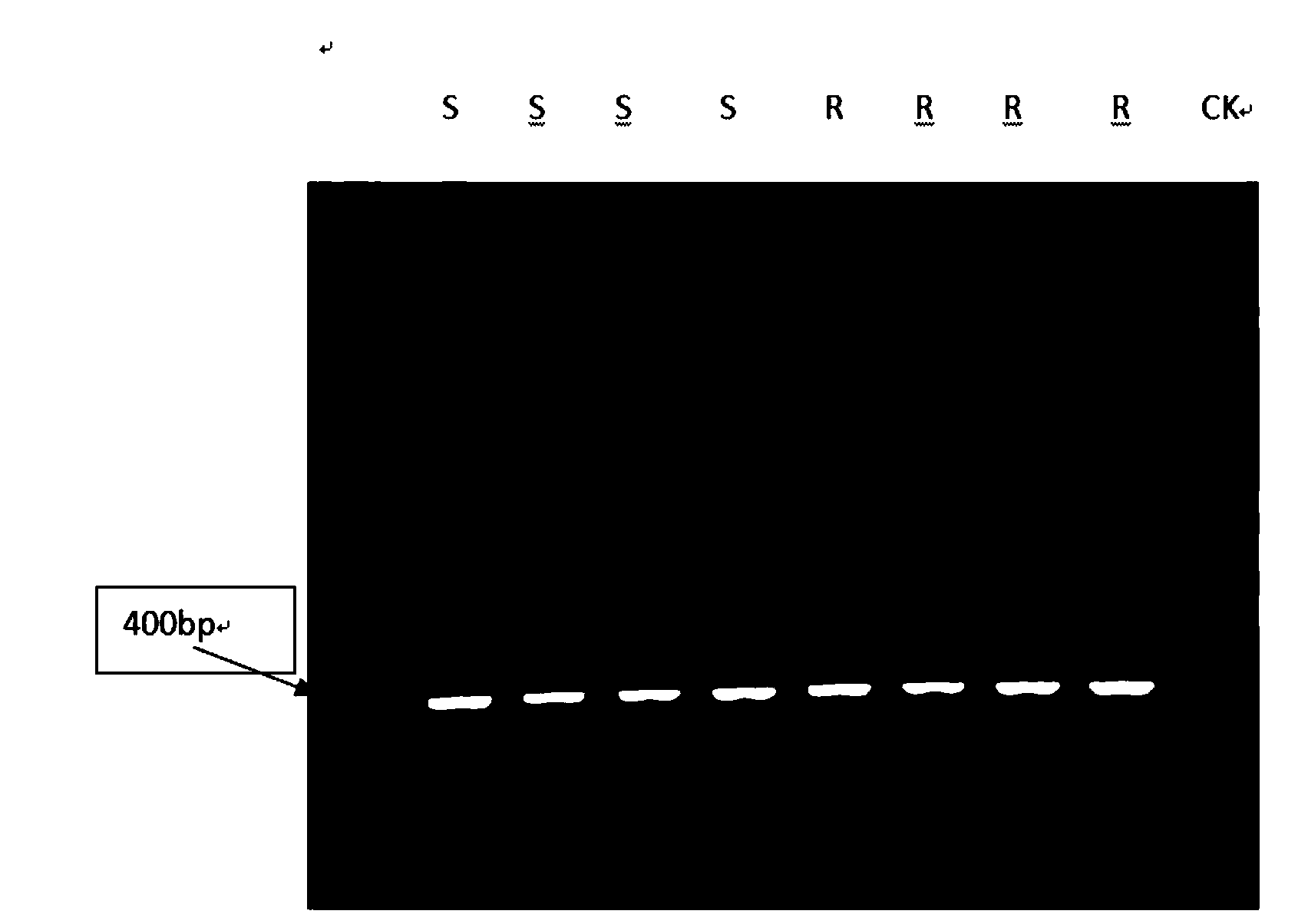 Primer pair, kit and detection method for detecting abamectin resistance of tetranychus urticae