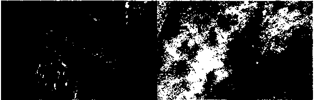 Unmanned aerial vehicle slope vegetation classification method based on equal-height air route