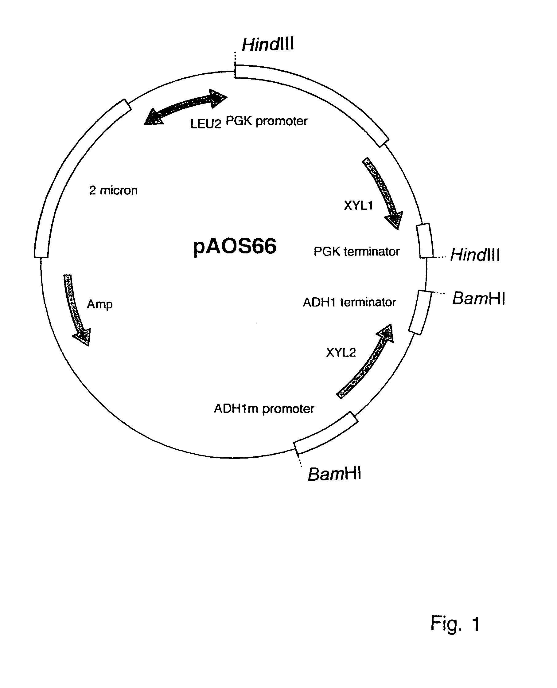 Transformed microorganisms with improved properties