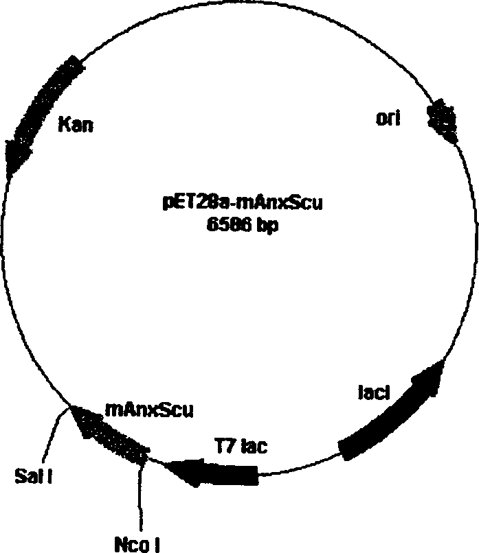 Anticoagulation and thrombolytic thrombus target fusion mA5UKB