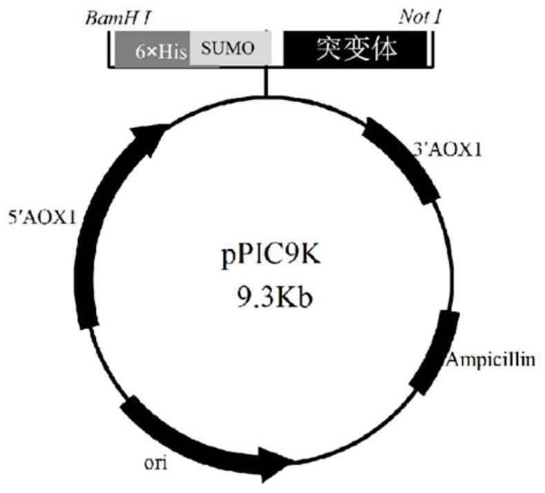 Preparation method of fusion enzyme and fusion enzyme