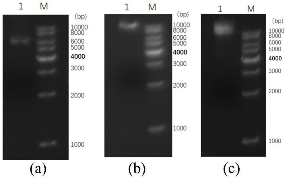 Preparation method of fusion enzyme and fusion enzyme