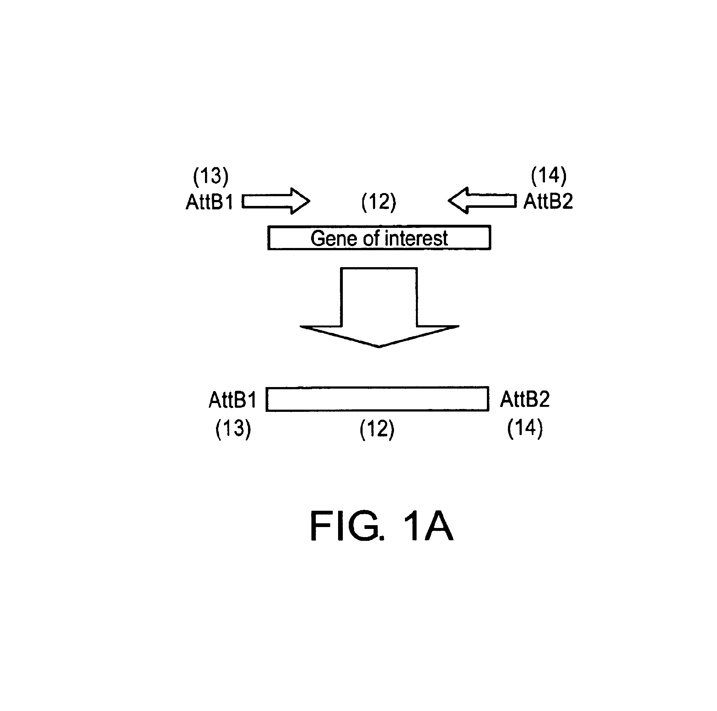 Methods and means for producing efficient silencing construct using recombinational cloning