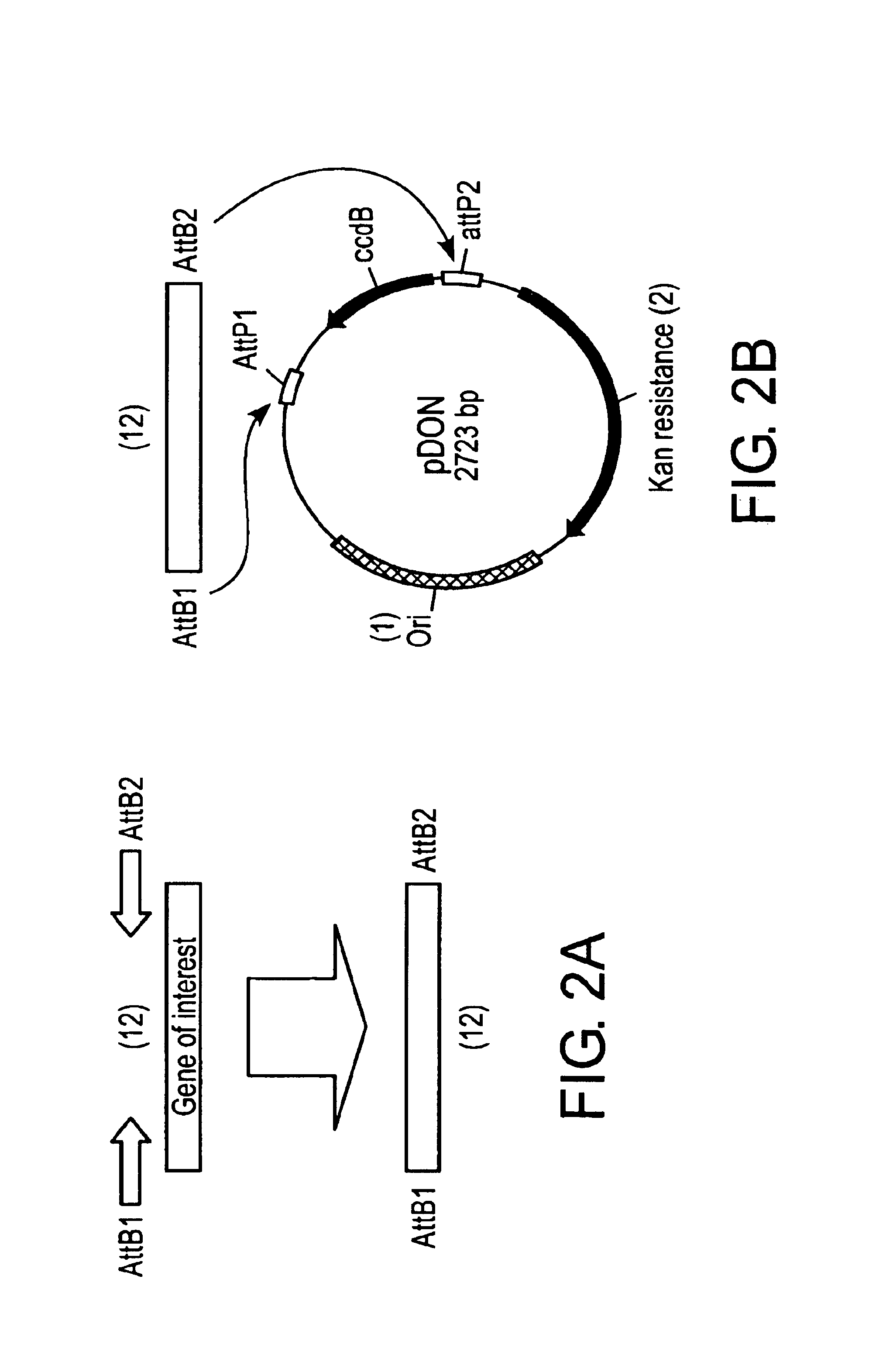 Methods and means for producing efficient silencing construct using recombinational cloning