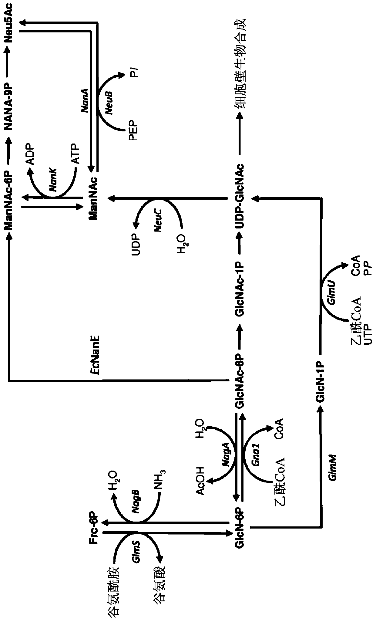 Fermentative production of n-acetylneuraminic acid