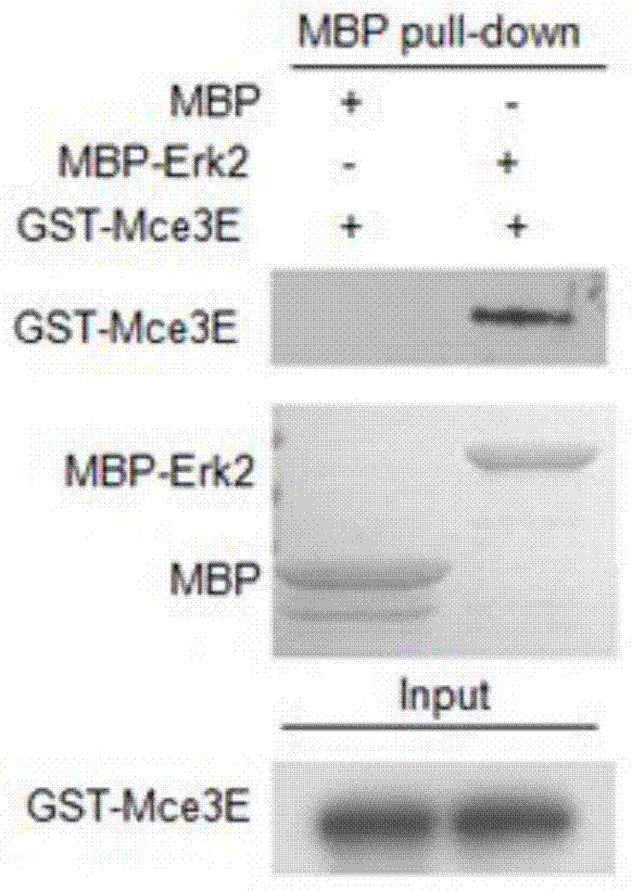 Erk signal pathway inhibitor