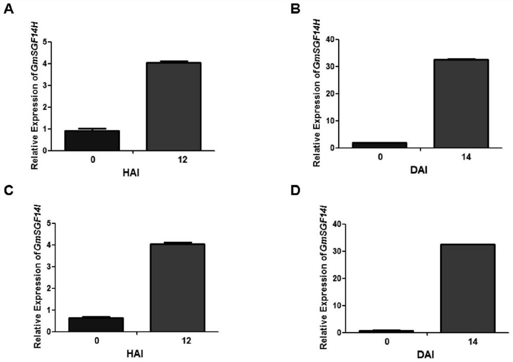 A method for cultivating transgenic plants that increases the number of root nodules and promotes the development of root nodules