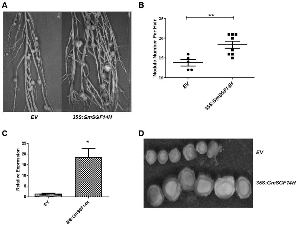 A method for cultivating transgenic plants that increases the number of root nodules and promotes the development of root nodules