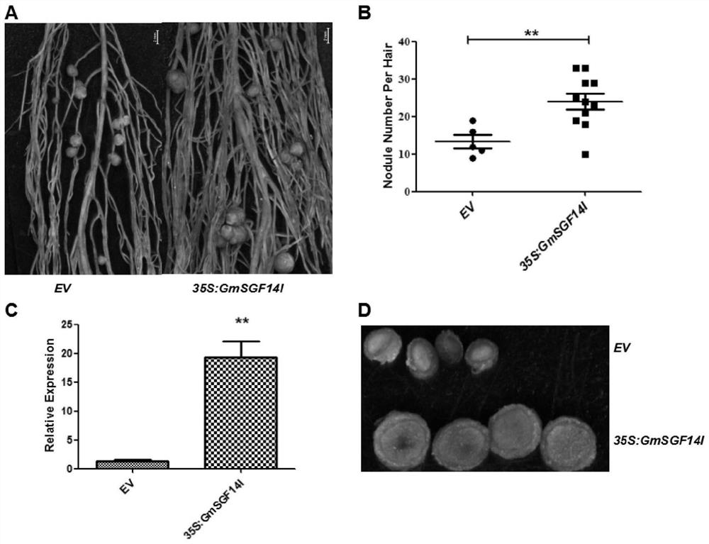 A method for cultivating transgenic plants that increases the number of root nodules and promotes the development of root nodules