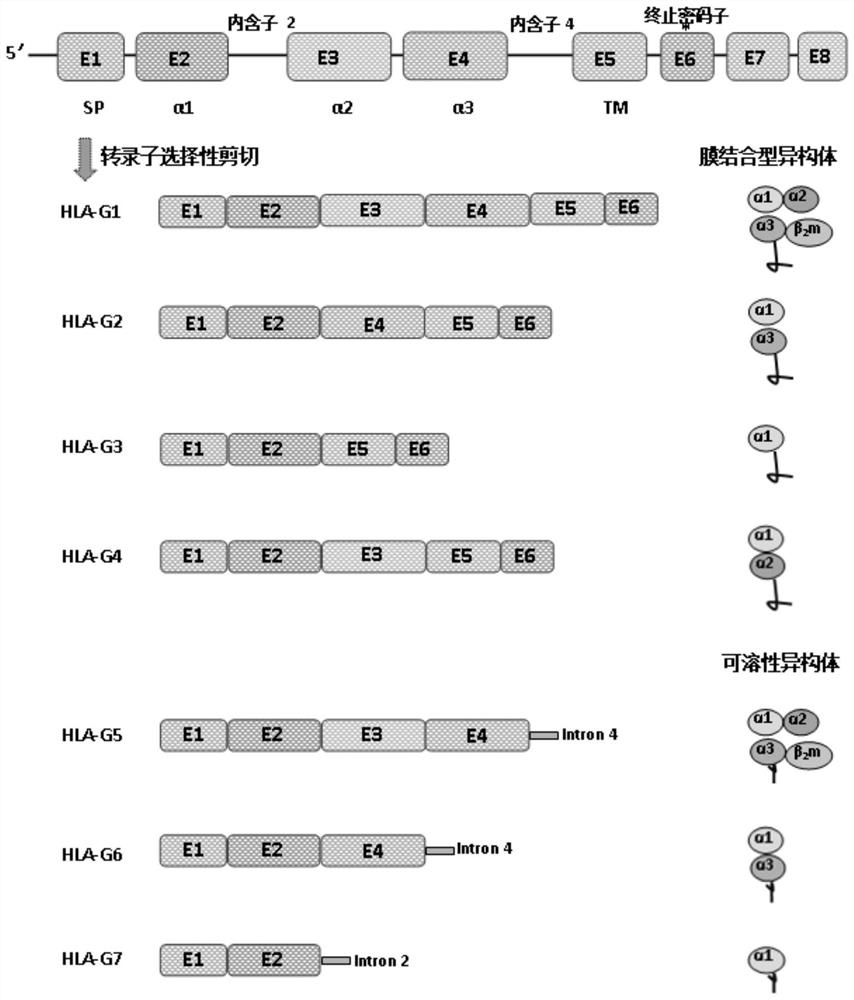 Cell strain for expressing HLA-G6 isomer standard protein and application of cell strain