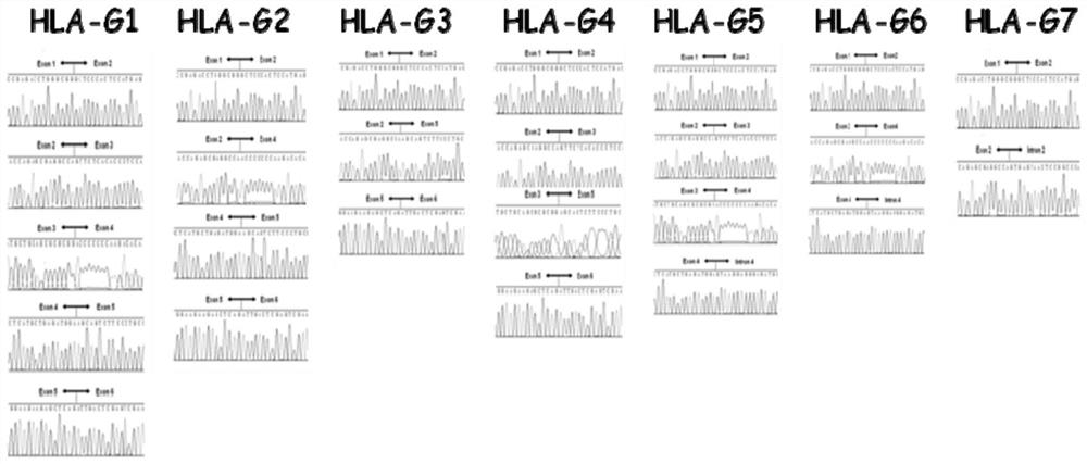 Cell strain for expressing HLA-G6 isomer standard protein and application of cell strain