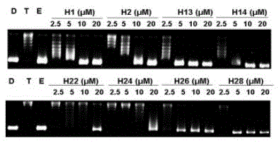 Pyrrolo[2,3-b]pyrazine derivatives, and preparation method and application thereof