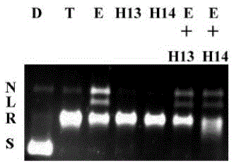 Pyrrolo[2,3-b]pyrazine derivatives, and preparation method and application thereof