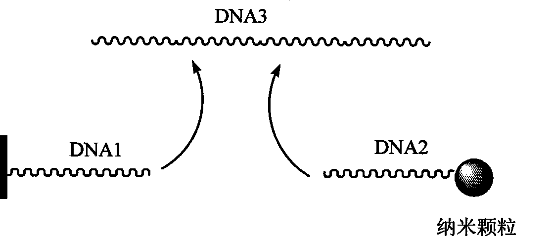 Long life luminous nanometer bio probe for detecting pathogenic microorganism and preparing and detecting method thereof