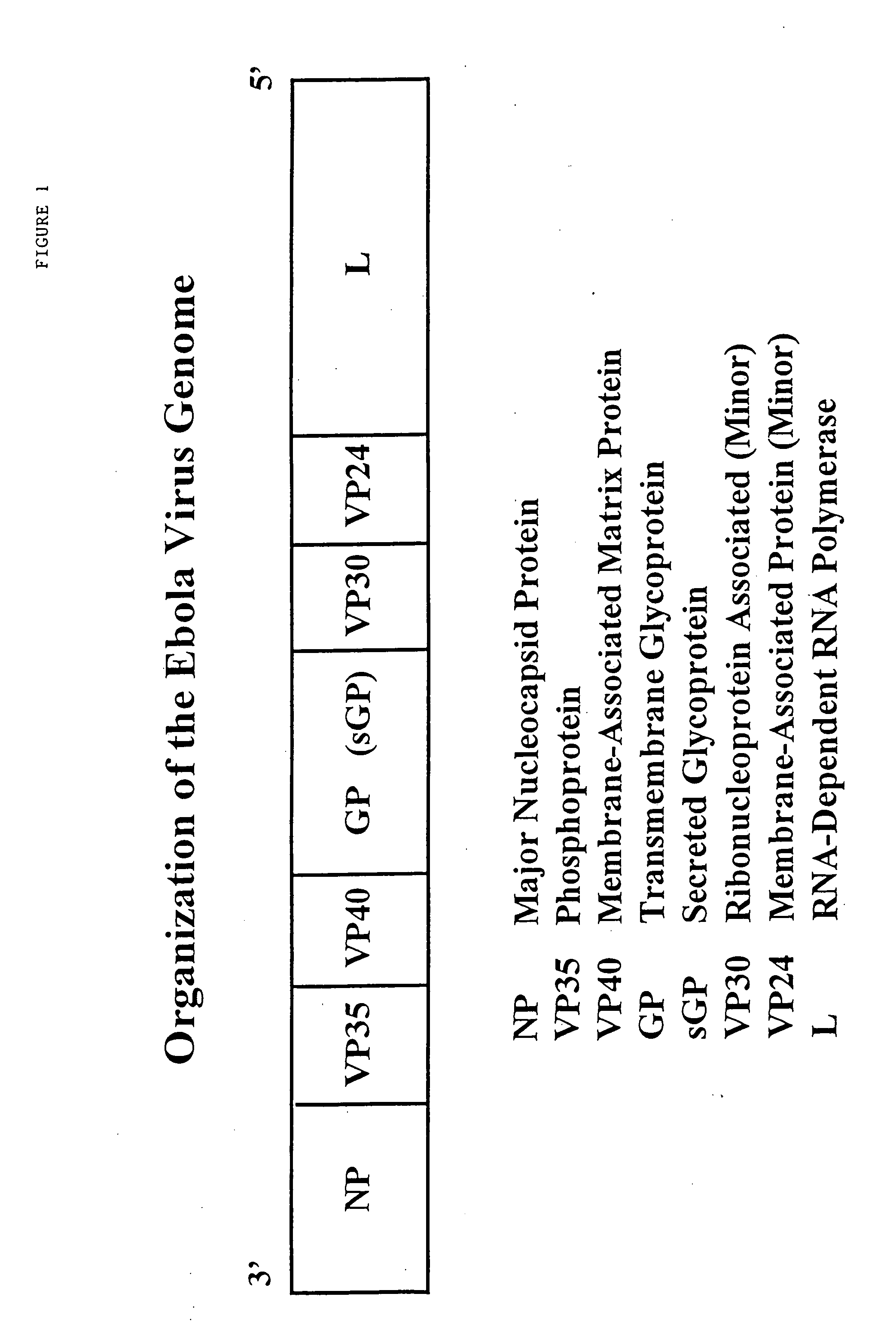 Immunogenic compositions and vaccines for ebola