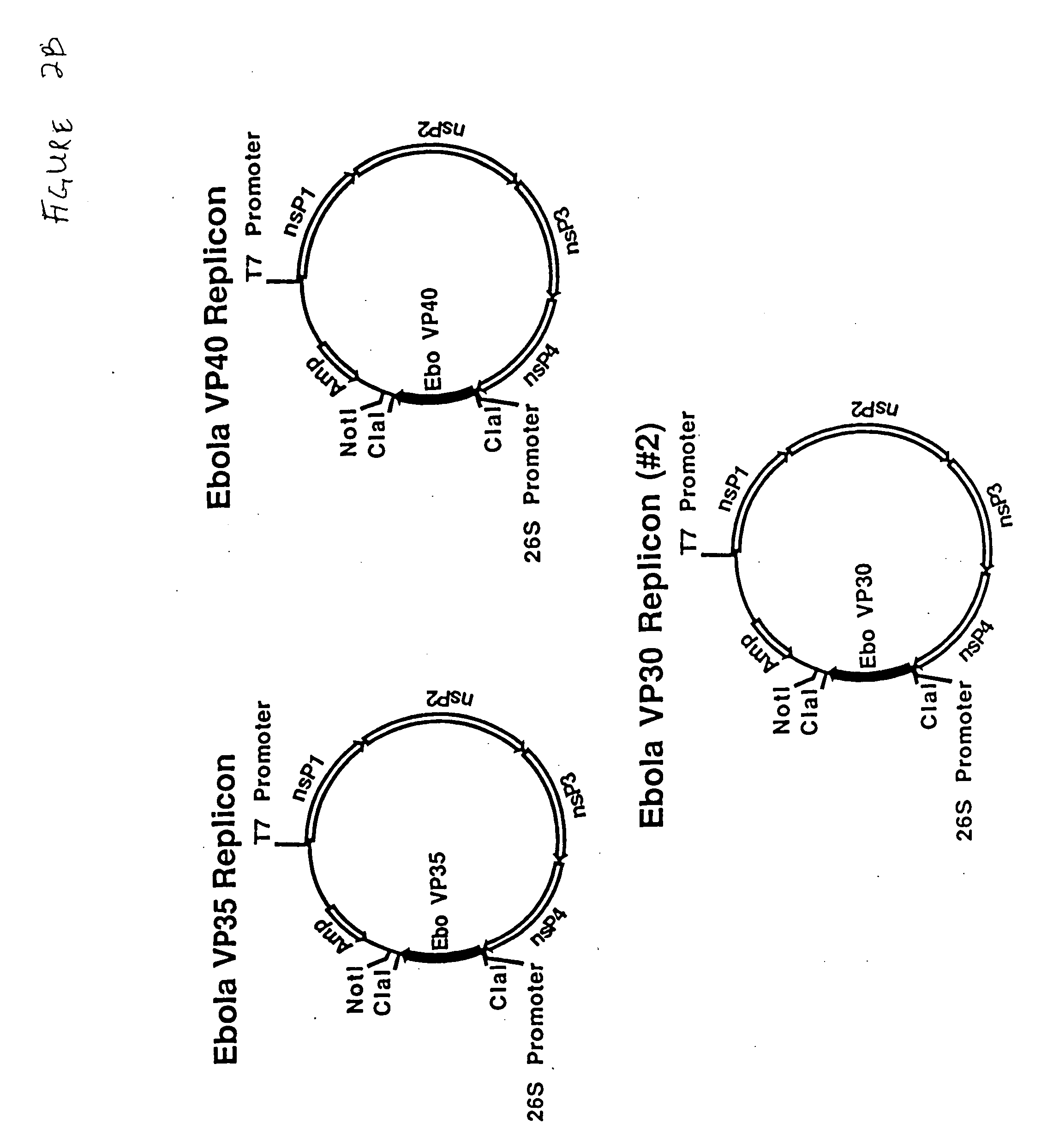 Immunogenic compositions and vaccines for ebola