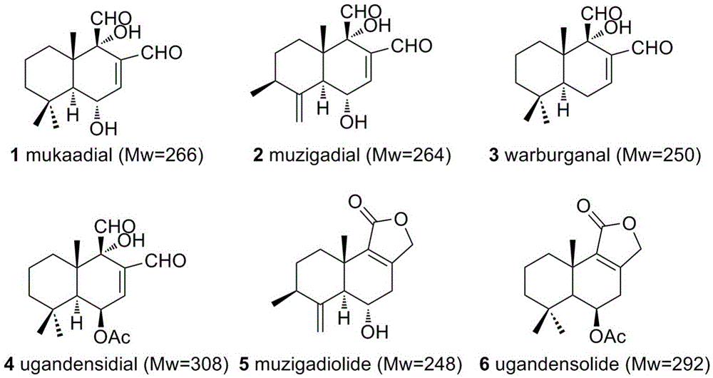 A kind of preparation method and application of Shishu camphor extract