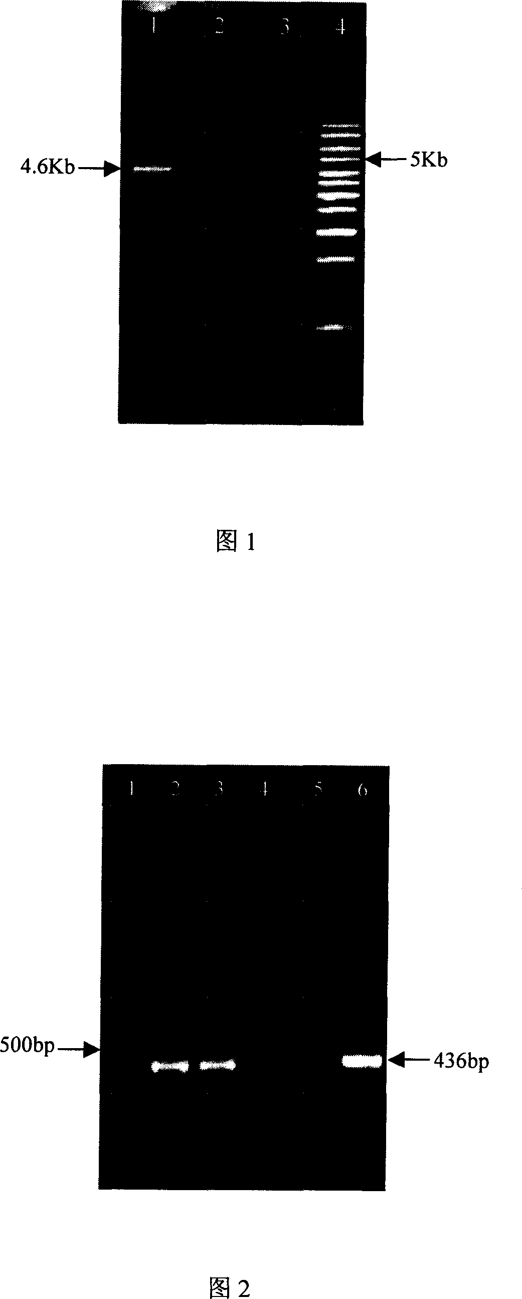 Bovine genome pseudo-attP site and its use