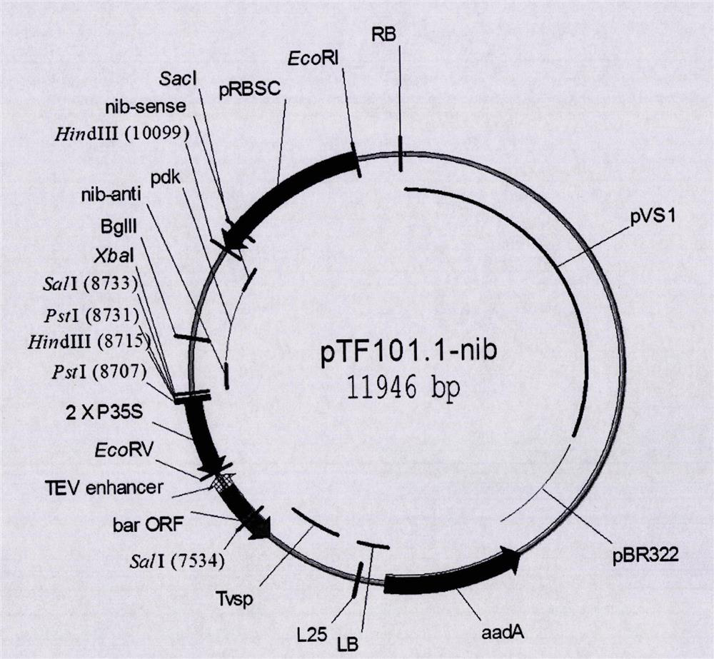 Disease-resistant transgenic soybean event b5c9120-3 foreign insert fragment flanking sequence and its application