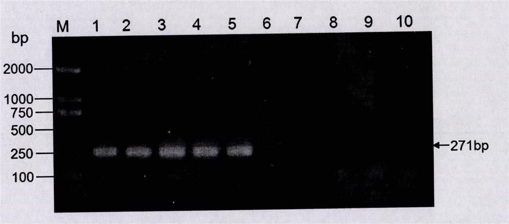 Disease-resistant transgenic soybean event b5c9120-3 foreign insert fragment flanking sequence and its application