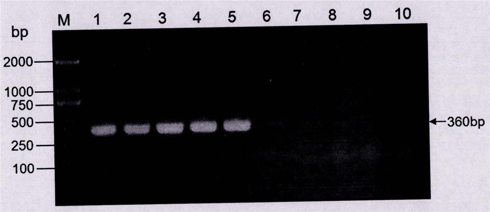 Disease-resistant transgenic soybean event b5c9120-3 foreign insert fragment flanking sequence and its application