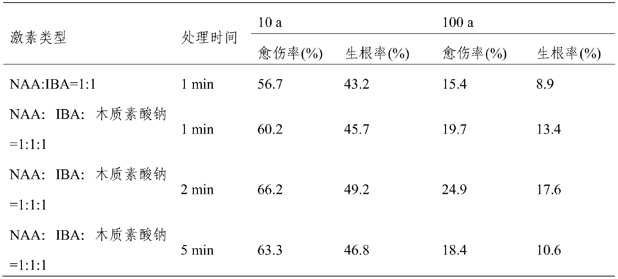 Method for increasing old tree cutting survival rate