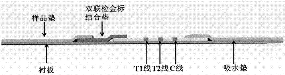 Rapid fecal occult blood double detection test strip and preparation method thereof