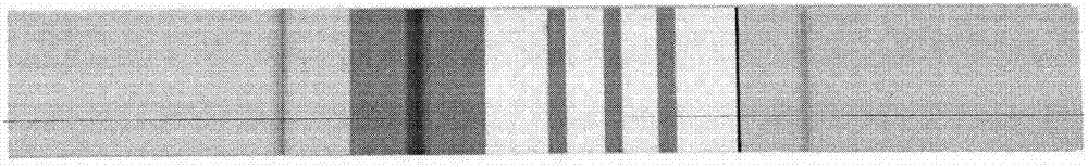 Rapid fecal occult blood double detection test strip and preparation method thereof