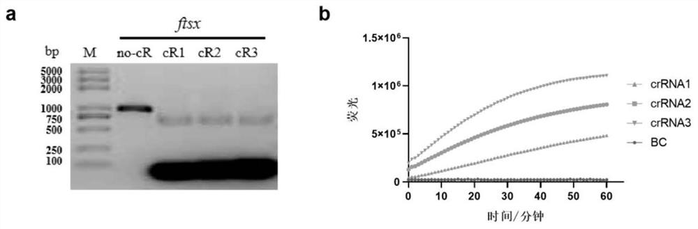 Kit for rapidly diagnosing peach bacterial shot hole disease