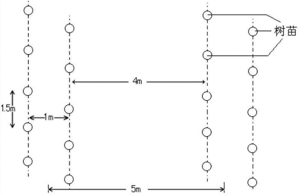 Water-saving peach tree planting method