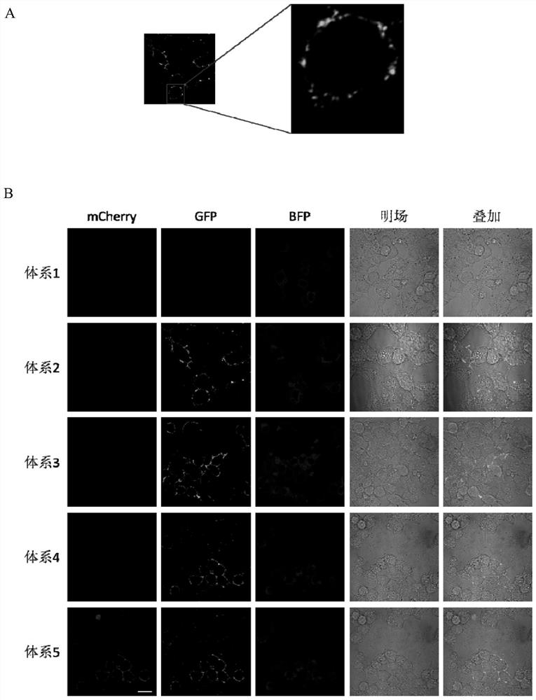 Method for detecting interaction between biofilm proteins and complete set of reagents used by method