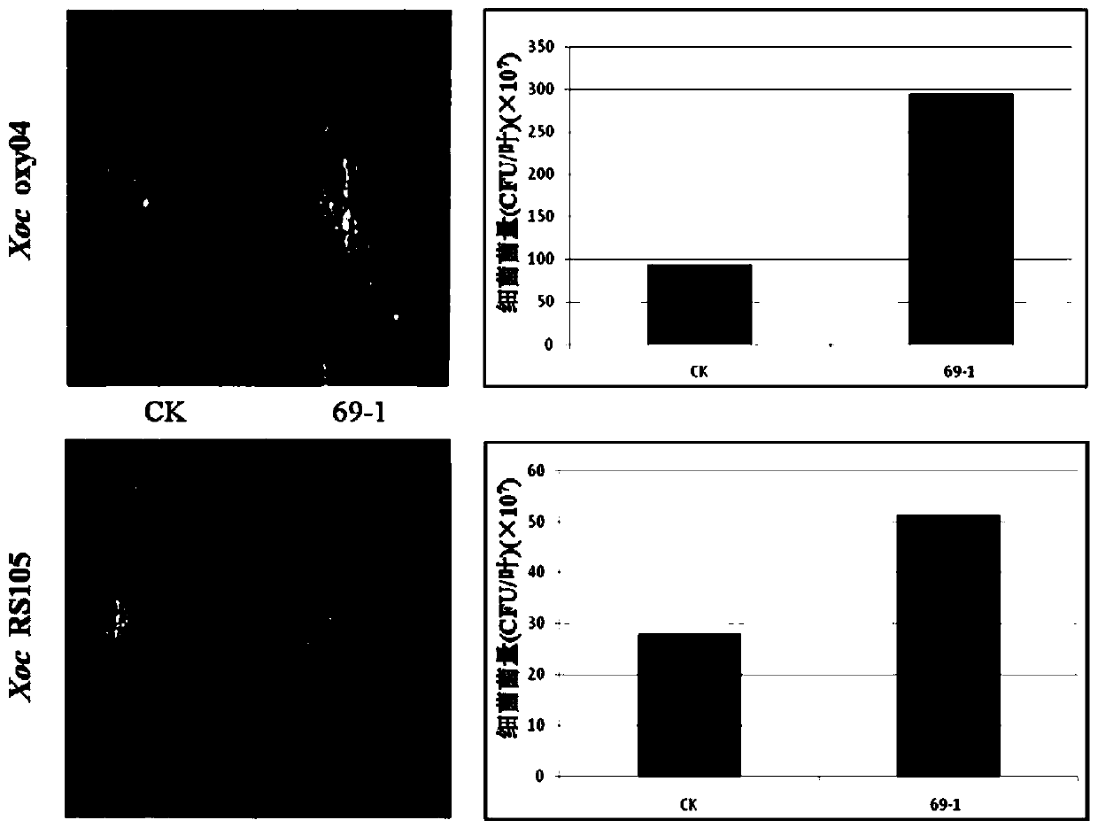 Application of Rice Gene osdf1 and Its Regulatory Function of Disease Resistance