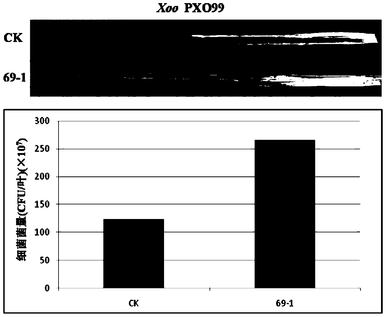 Application of Rice Gene osdf1 and Its Regulatory Function of Disease Resistance