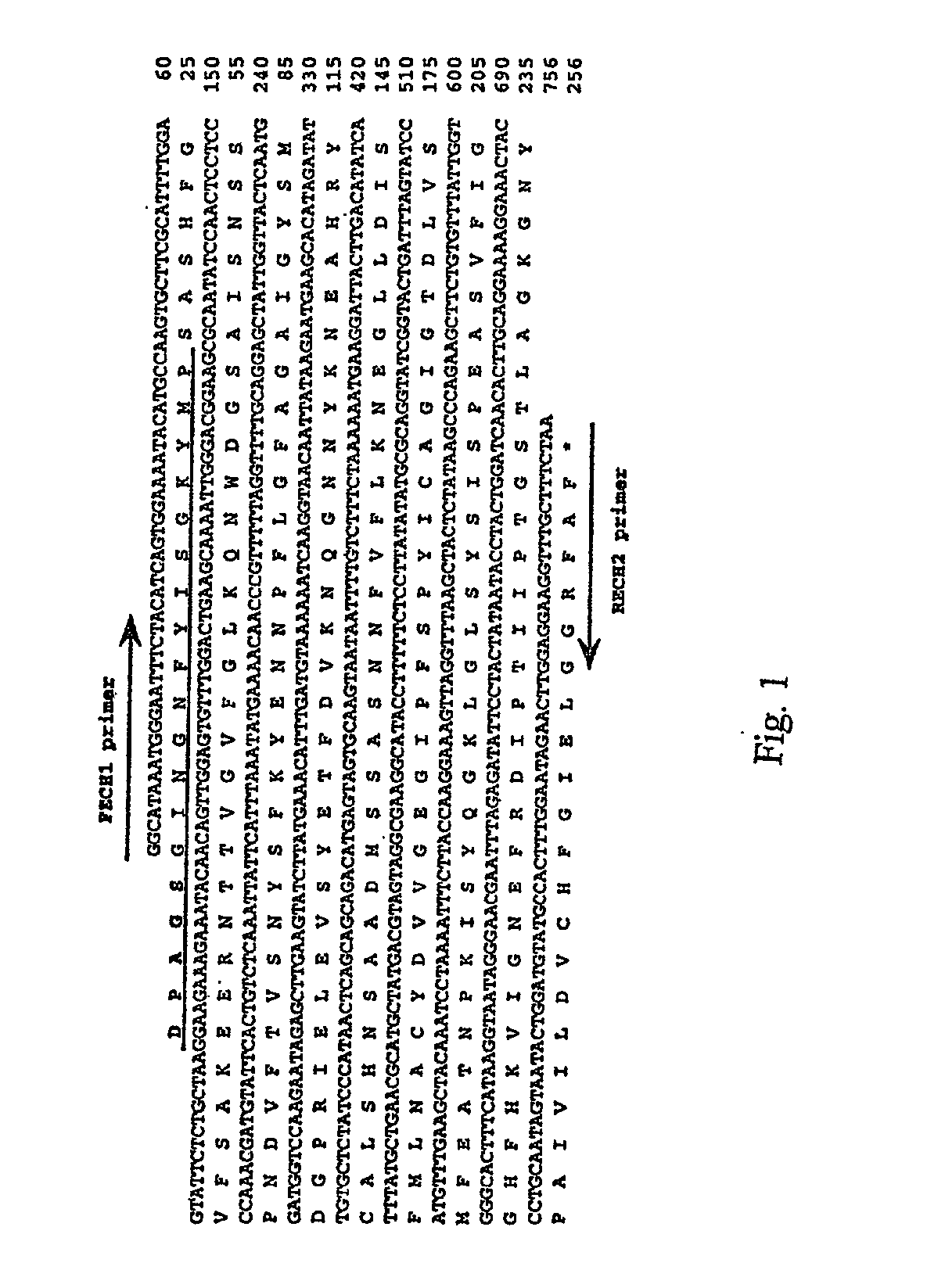 Diagnosis of ehrlichia canis and ehrlichia chaffeensis