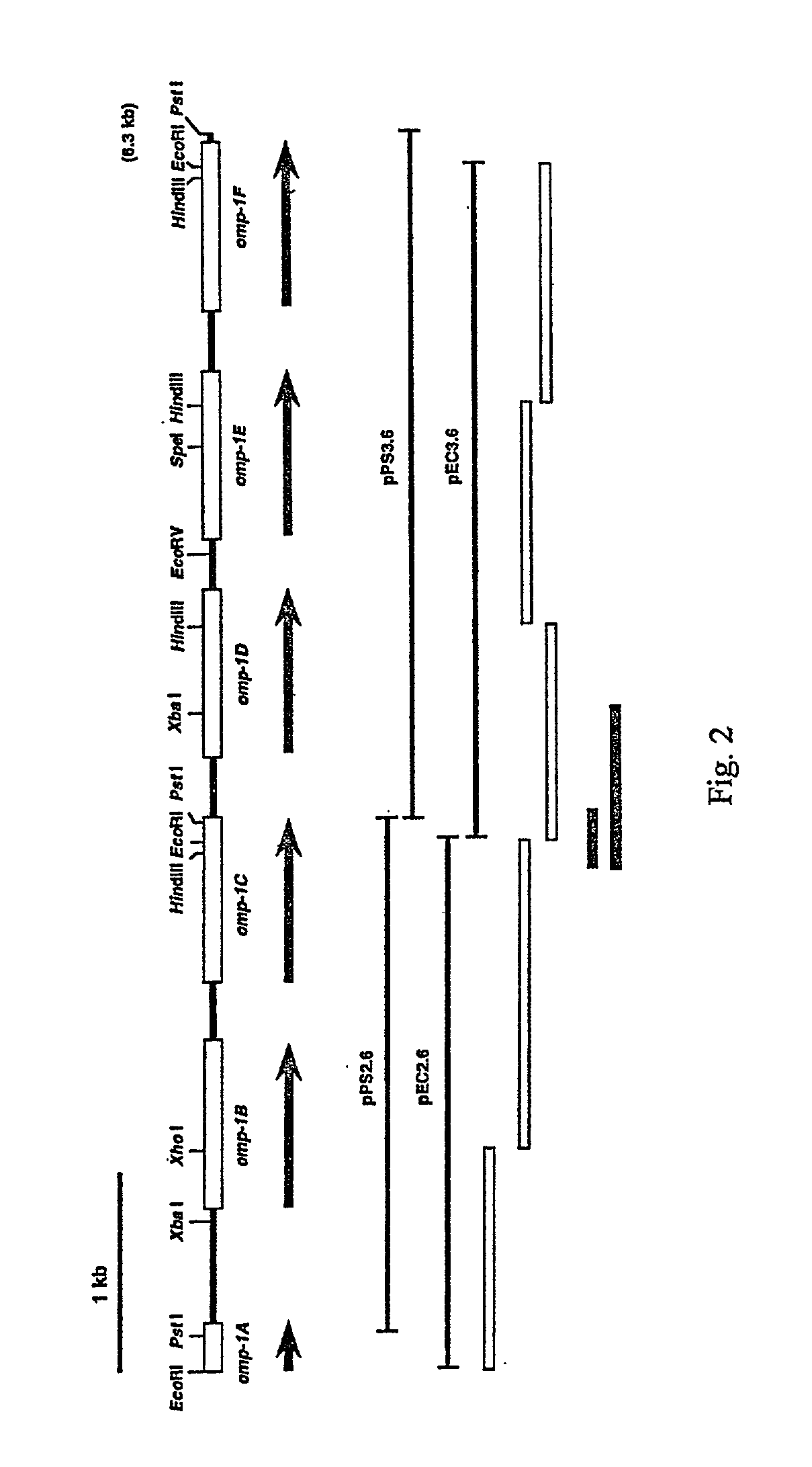 Diagnosis of ehrlichia canis and ehrlichia chaffeensis