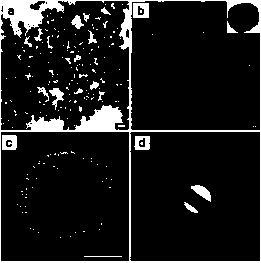 Flexible filamentous spherical porous amorphous nickel phosphate nanoparticles and preparation method thereof