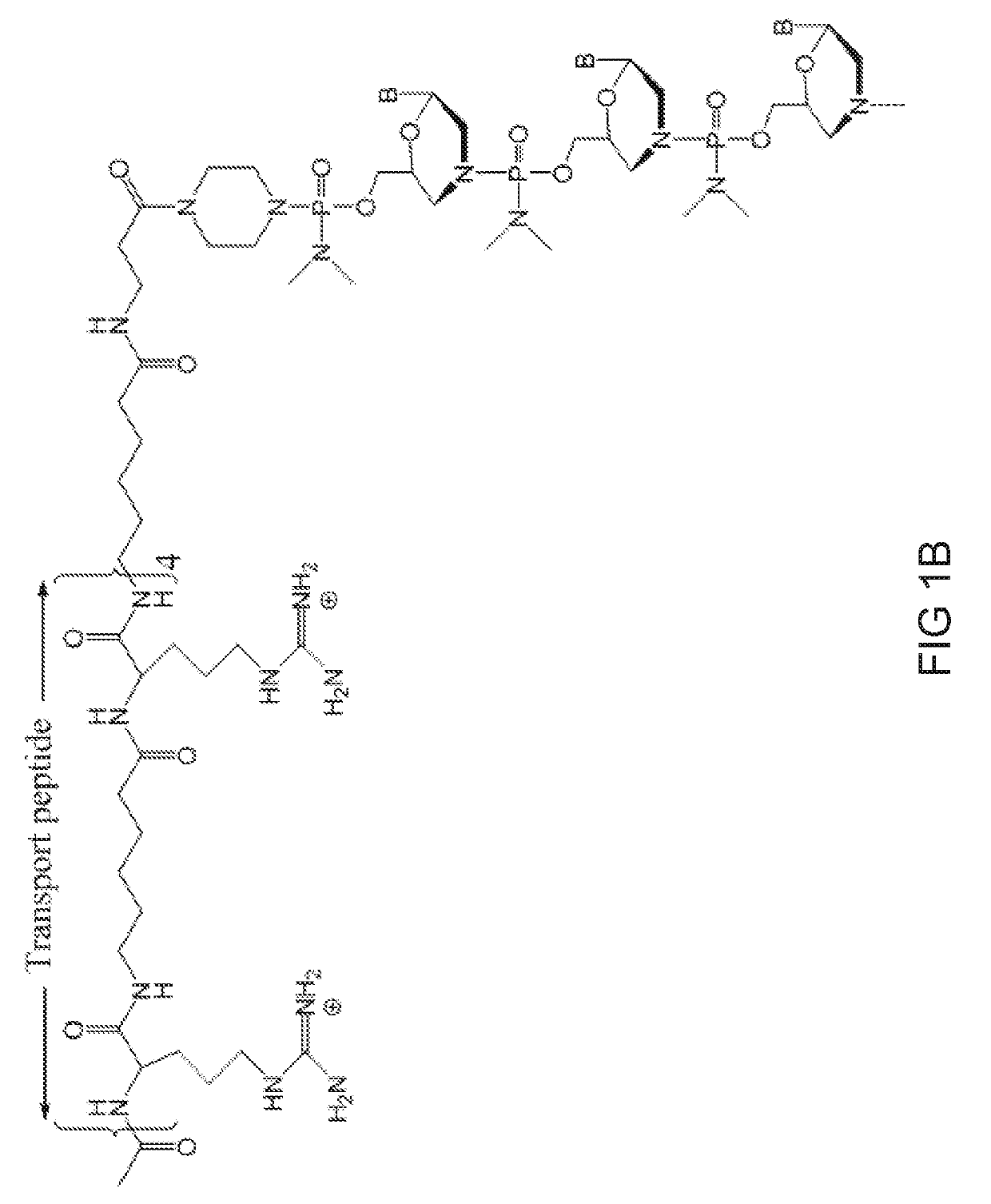 Antisense-induced exon exclusion in type vii collagen